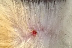 狗狗身上出现了令人讨厌的螨虫病，那就这样做，准没错！图片