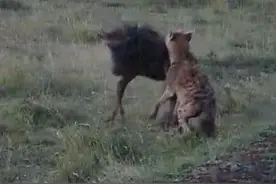 鬣狗将角马肚子咬破活吃，小角马哀嚎哭泣，场面让人于心不忍！图片