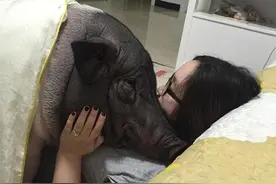 与猪同睡四年，画面太美实在看不下去，人不如猪的时代到来了？图片