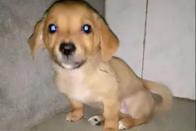 捡到的流浪狗一直躲墙角，大狗的一个小举动，帮我成功收养了它！图片