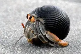 一直好奇关于寄居蟹便便的问题图片