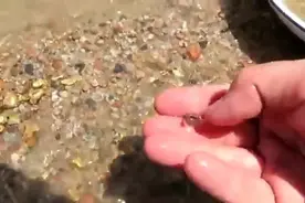 带你见识一下金矿，随便的河床都能发现黄金！视频封面