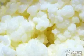 雪莲菌的营养价值图片