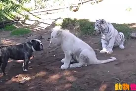 超级无赖的狗狗把狮子和老虎折腾疯了！你等长大滴！图片