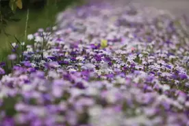 “最后的贵族”用细节告诉我，高贵究竟是什么？图片