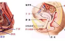 盆腔炎的症状以及预防与治疗，关爱女性健康图片