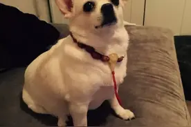 说好的手绘多肉花盆教程来了！图片