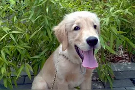 你家的狗狗最近出现了干呕的症状，你知道其真正的原因是什么吗？图片