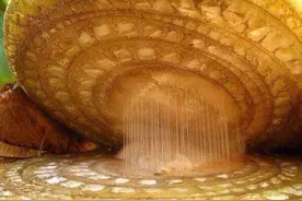 显微镜下的日常用品 亮瞎你的双眼图片