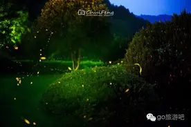 免费旅游|旅游君带你去看万只萤火虫飞舞图片