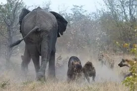 鬣狗群围攻小象，象妈妈暴怒还击，大快人心图片