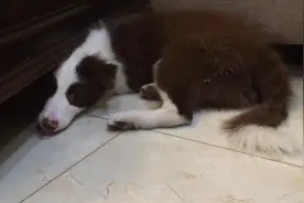 心机边牧竟躲柜子底下偷袭小伙伴，看来对方也不傻，懂得引蛇出洞图片