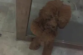 小萌汪惨遭伙伴抛弃，活生生的虐狗啊，打击太大萌汪不敢接受现实图片