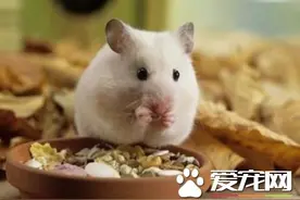仓鼠怎么喂食 喂养仓鼠需要的三个要领图片