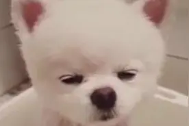 啊呀，洗澡迷到眼睛里啦，求揉揉图片