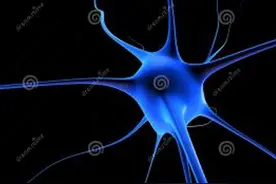 聪明的爱因斯坦的大脑比常人的大吗？图片