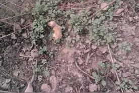 狗妈妈已经死去，小狗狗依旧想吸奶，太揪心了图片