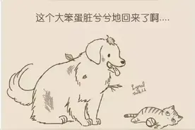 傲娇猫和笨蛋金毛的故事，毫无防备秀一脸！图片