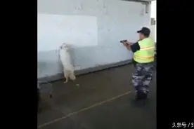 萨摩耶被主人拿枪指，吓得直往墙边躲图片