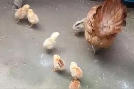 小鸡小鸡，叽叽叽，鸡妈妈带你们来觅食！满满的童年回忆图片