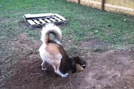 狗狗玩耍时挖出“黑色煤炭”，主人上网查询后，笑得合不住嘴！图片