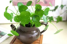 破损的茶具不要丢，试试这招行不行？图片