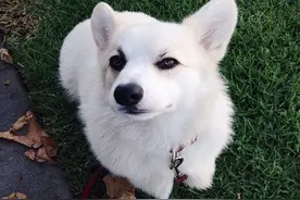 肥短肥短的四肢和大大的耳朵，这只白柯基好特别图片