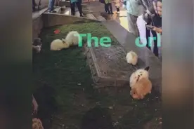 三两只长毛兔兔，可爱得不要不要的，你喜欢吗？图片