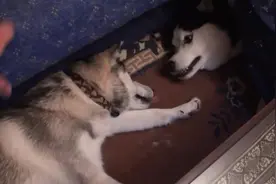 家里有两只哈士奇，它们俩吵架比说相声滴还好玩！图片