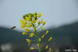 视觉：可爱的蜜蜂图片
