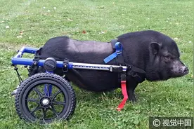 美国：残疾小猪安装定制轮椅 重新体验奔跑快乐图片