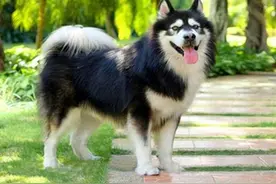 阿拉斯加后腿外八字怎么办图片