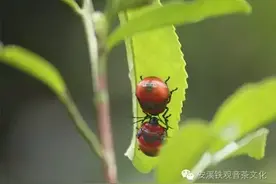 茶虫语四则图片