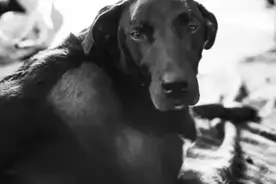 主人，下辈子记得接我回家！图片