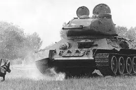 二战动物兵：狗司令和猫将军立大功，大象给飞机搬油桶，萌萌的！图片