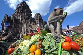 在泰国猴子也过节——猴子节，你知道吗？图片