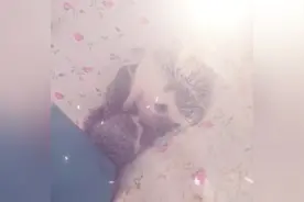 小刺猬乖乖，排排喝奶奶中，好温馨的时刻图片