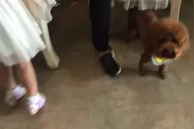 粘人泰迪跟踪主人，一路跟到女厕所，被主人调侃，狗狗很尴尬！图片
