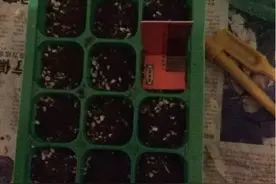 多肉播种这些错误你犯过吗？（附正确播种教程）图片