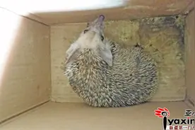 小区内捡只大刺猬 浑身上下伤痕累累图片