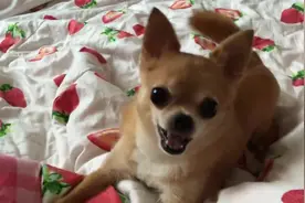 二货主人跟小萌汪假装抢玩具玩，狗狗一脸兴奋，主人陪他玩超开心图片