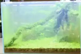 草缸长毛?八个招式带你飞！图片