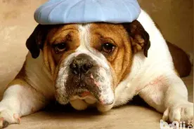 狗恋人，猫恋家是真的吗？图片