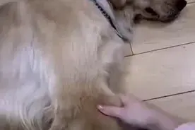 当听到要吃狗肉时，金毛表情瞬间亮了图片