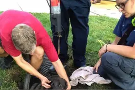 国外一只狗在打雷的时候吓得消失了，主人最后在地上挖洞找到它图片