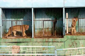 世界上最小最悲伤的动物园图片