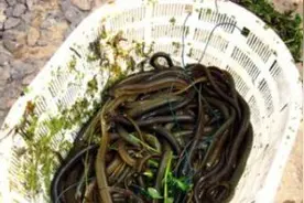 在农村老家河沟里，能逮着这样的鱼，可以卖不少钱！图片