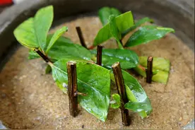 庭院中逢扦插就活的绿植花草！图片