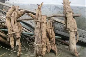 看看传统工艺如何制作葛粉，真材实料地道美味图片