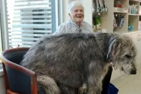 以为自己还小 镜头记录狗狗们长大后的烦恼图片